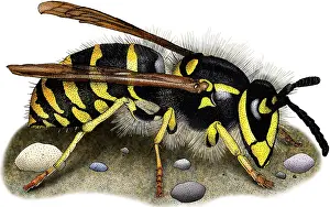 Hymenoptera Illustration Drucke: Common Yellow Jacket Wasp