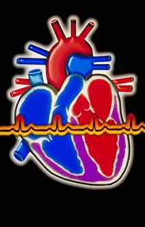 Human Heart Anatomy Drucke: Computer illustration of the human heart