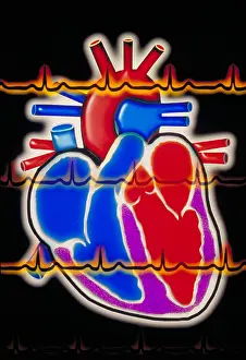 Human Heart Illustration Drucke: Computer illustration of a human heart