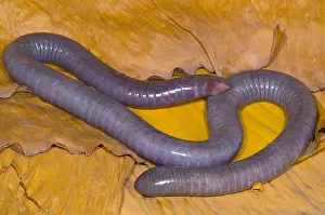 Congo Caecilian