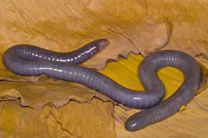 West African Wildlife Drucke: Congo Caecilian