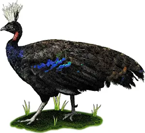 Nature Illustration Drucke: Congo Peafowl