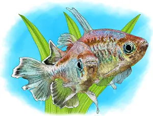 Marine Life Artwork Drucke: Congo Tetras