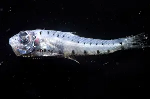 Constellationfish