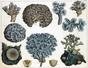 Marine Invertebrates Drucke: Corals