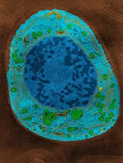 Corn Root Tip Cell, TEM