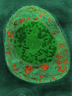 Plant Biology Images Drucke: Corn Root Tip Cell, TEM