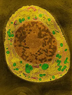 Corn Root Tip Cell, TEM