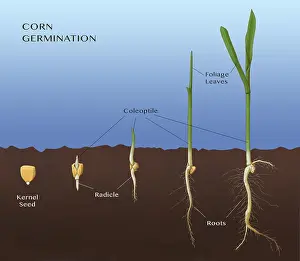 Seedling Growth Stages Drucke: Corn Seed Germination, Illustration