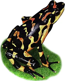 Costa Rican Wildlife Drucke: Costa Rican Variable Harlequin Toad, Illustration