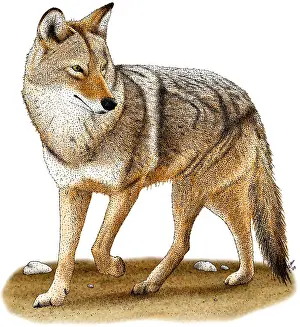 American Wildlife Art Drucke: Coyote