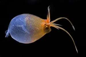 Deep Sea Squid Drucke: Cranchia Scabra