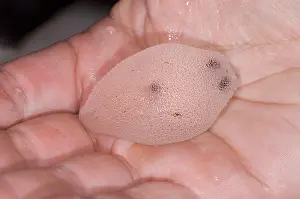 Deep Sea Squid Drucke: Cranchia Scabra