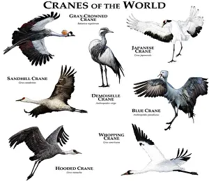 Wildlife Illustrations Drucke: Cranes of the World