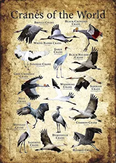 Wildlife Artwork Drucke: Cranes of the World