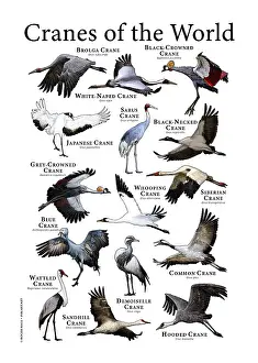 Gerahmter Druck : Vogelkrähen der Welt Gerahmter Druck : Vogelkrähen der Welt