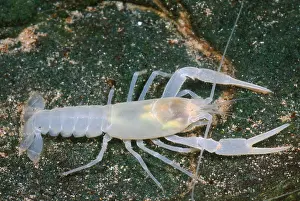American Crayfish Drucke: Crayfish
