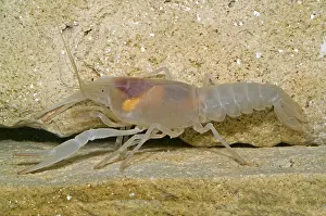 Crayfish