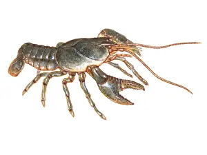 Animal Artwork Drucke: Crayfish, Illustration