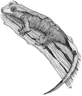 Kammgecko