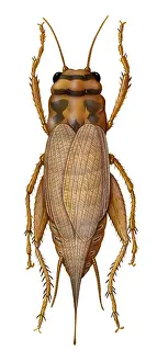 Animal Illustrations Online Drucke: Cricket