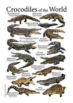 Drucke von Ein farbenfrohes Collage wissenschaftlich genauer Illustrationen aller ausgestorbenen Arten von Krokodilen Alle Bilder Drucke: Krokodile der Welt