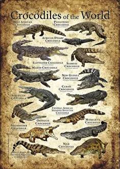 Wildlife Illustrations Drucke: Crocodiles of the World