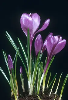Purple Flowering Plant Drucke: Crocus in Bloom
