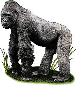 African Wildlife Art Drucke: Cross River Gorilla