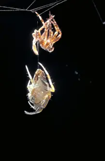 Araneus Diadematus Drucke: Cross Spider