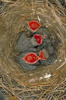Young Birds Drucke: Crow nestlings