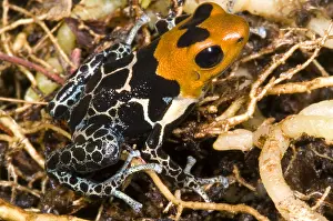 Amazon Rainforest Wildlife Drucke: Crowned Poison Frog