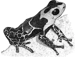 Amazon Rainforest Animals Drucke: Crowned Poison Frog