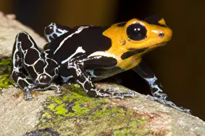 Peruvian Rainforest Animals Drucke: Crowned Poison Frog