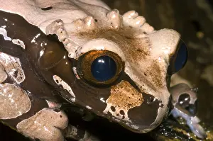 Central American Frogs Drucke: Crowned Tree Frog