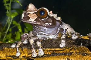 Central American Frogs Drucke: Crowned Tree Frog