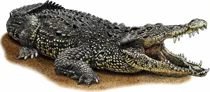 Critically Endangered Animals Drucke: Cuban Crocodile