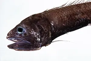 Deep Sea Fish Drucke: Cusk Eel (Bassozetus compressus)