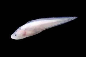 Gerahmter Druck : Kusk-Eel (Luciobrotula corethromycter)