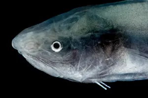 Gerahmter Druck : Kusk-Eel (Penopus microphthalmus) Gerahmter Druck : Kusk-Eel (Penopus microphthalmus)