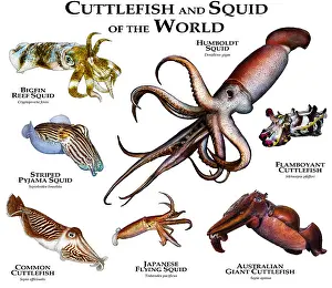 Marine Wildlife Images Drucke: Cuttlefish of the World