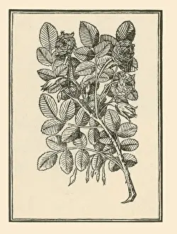 Historical Flower Illustrations Drucke: Damask Rose
