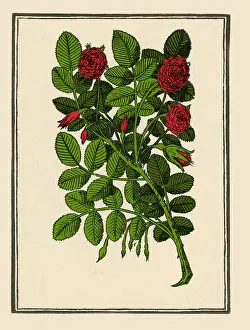 Damask Rose Drucke: Damask Rose