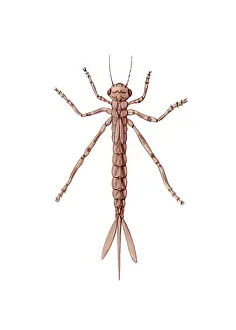 Insect Illustration Drucke: Damselfly Nymph