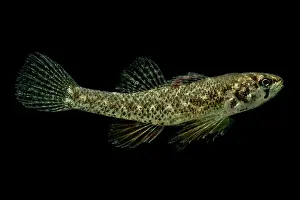 American Darter Drucke: Least Darter (Etheostoma microperca)