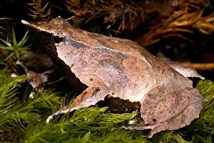Gerahmter Druck : Darwins-Frosch Gerahmter Druck : Darwins-Frosch