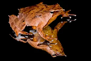 Wildlife Conservation Efforts Drucke: Darwin's Frog