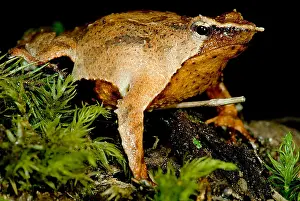 Parental Care In Animals Drucke: Darwin's Frog