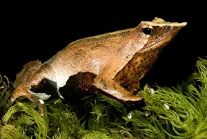 Parental Care In Animals Drucke: Darwin's Frog