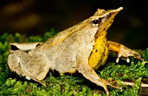 Gerahmter Druck : Darwins-Frosch